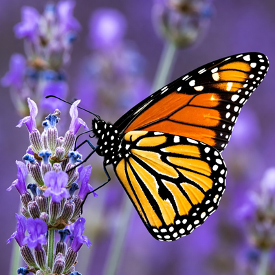 Borboleta