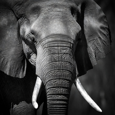 Elefante