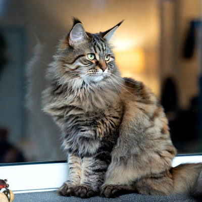Gato