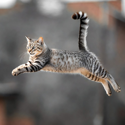 Slow motion gato pulo
